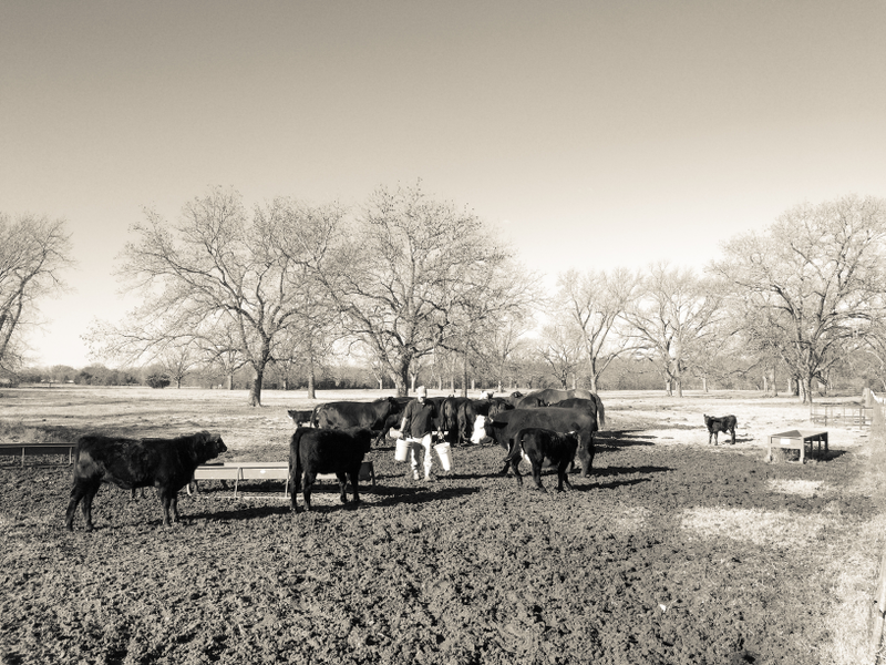 Illustration for article titled Texas